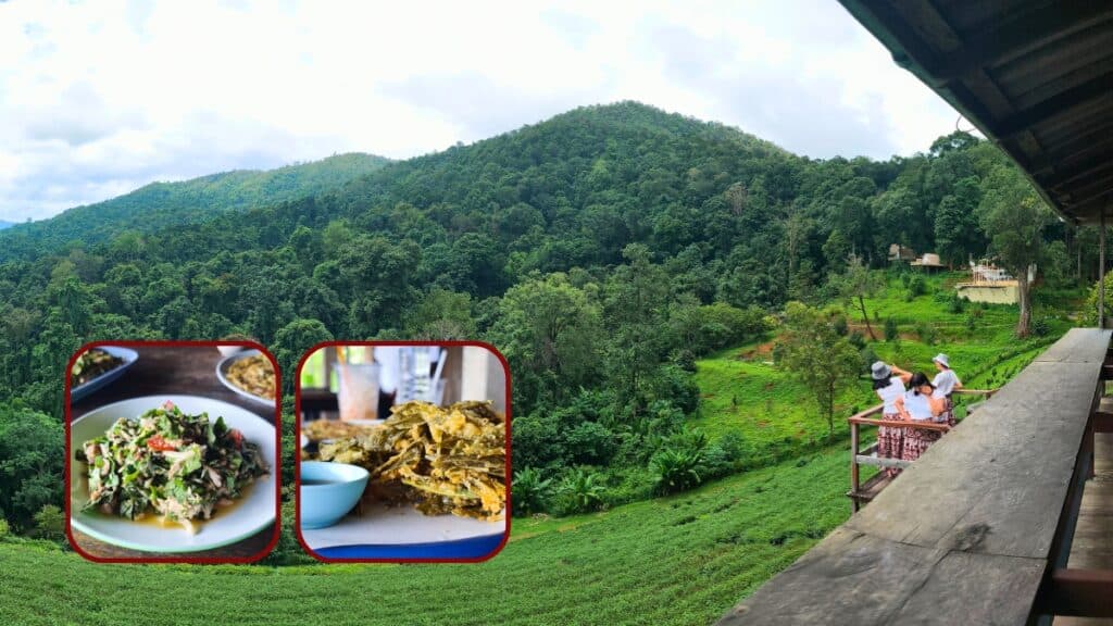 ไร่ชาลุงเดช เชียงใหม่