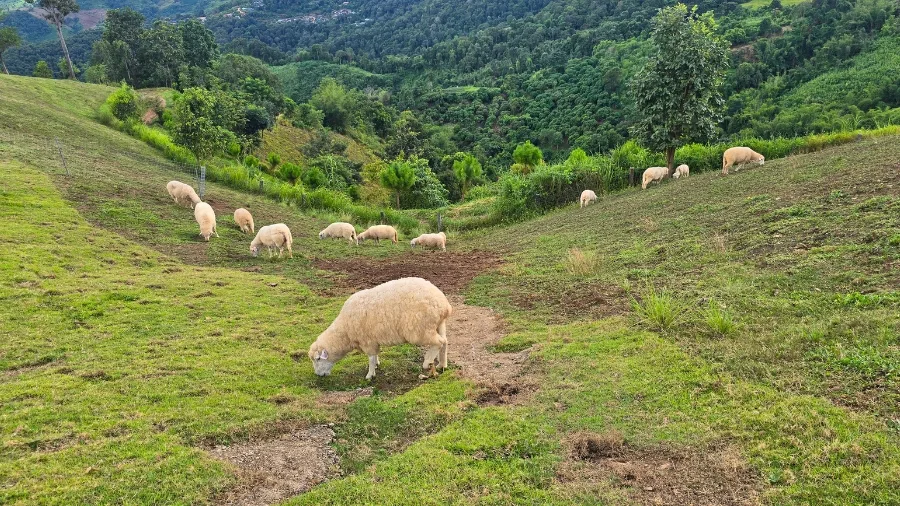 แกะ อาข่า ฟาร์มวิลล์